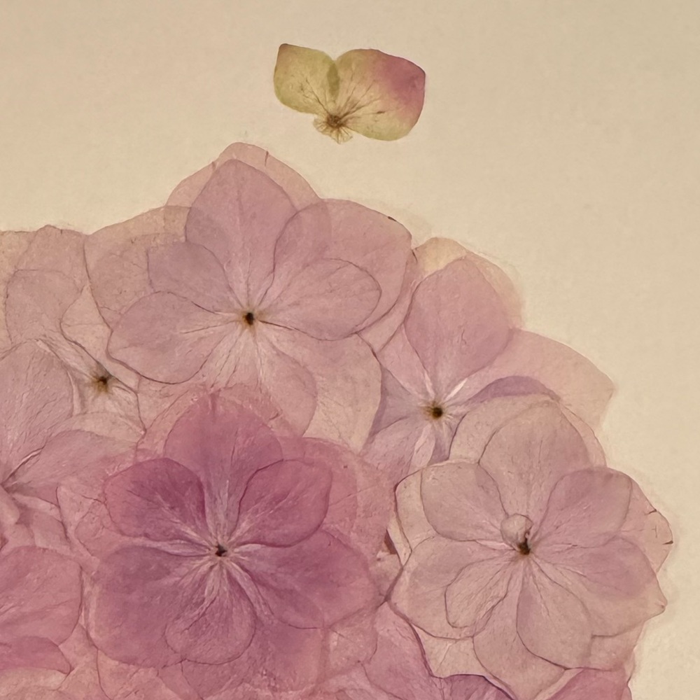 Real pressed flower art - hydrangea